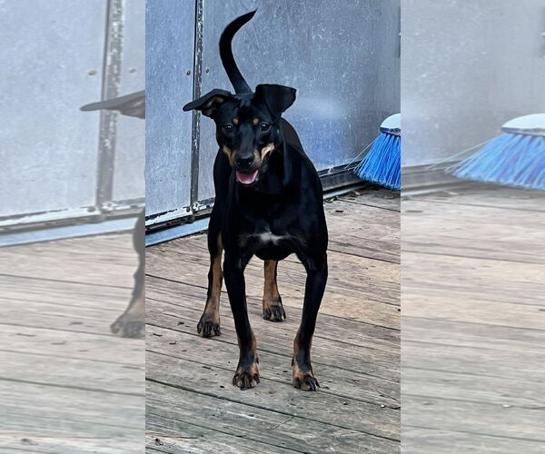 Medium Photo #2 Rat-Cha Puppy For Sale in Texarkana, TX, USA