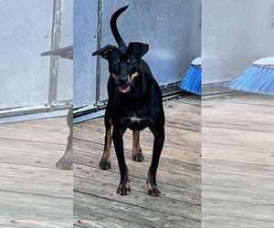 Nacho - Male Rat-Cha Dog for Adoption - Photo #2