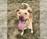 Chicken Nugget - Male Labrador Retriever Dog for Adoption - Small photo