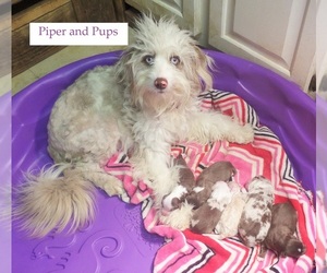 Mother of the Aussie-Poo puppies born on 04/27/2019