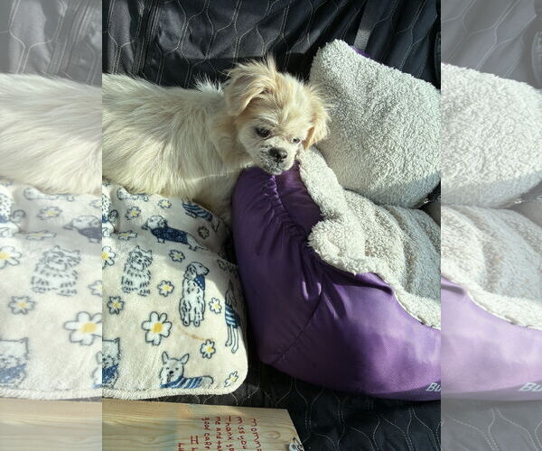 Medium Photo #1 Shinese Puppy For Sale in Middlesex, NC, USA