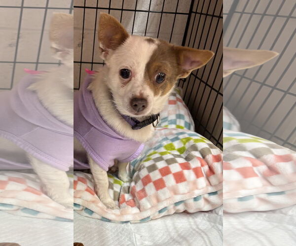 Medium Photo #2 Chihuahua Puppy For Sale in York, SC, USA