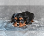 Small #3 Cavalier King Charles Spaniel