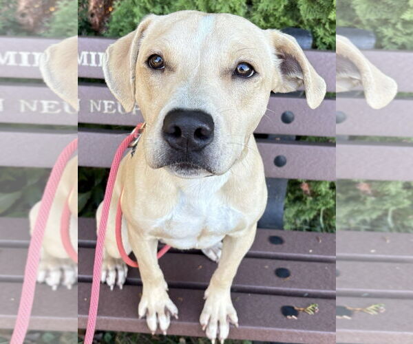 Medium Photo #3 Pointer-Unknown Mix Puppy For Sale in Jefferson, WI, USA