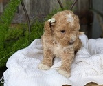 Small #1 Cavapoo