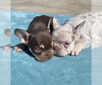 Small #51 French Bulldog