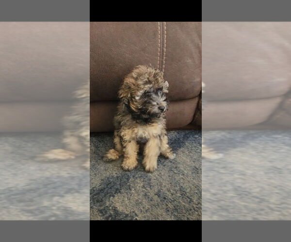Medium Photo #4 Poodle (Toy) Puppy For Sale in MORRISON, CO, USA