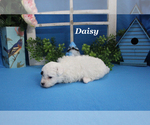 Small #9 Poodle (Toy)