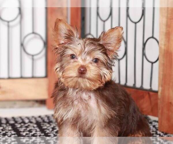 Medium Photo #3 Yorkshire Terrier Puppy For Sale in NAPLES, FL, USA