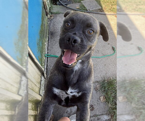 Medium Photo #1 Pug-Unknown Mix Puppy For Sale in Houston, TX, USA
