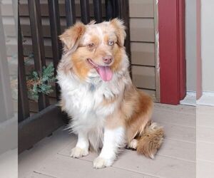 Mother of the Miniature Australian Shepherd puppies born on 07/27/2026