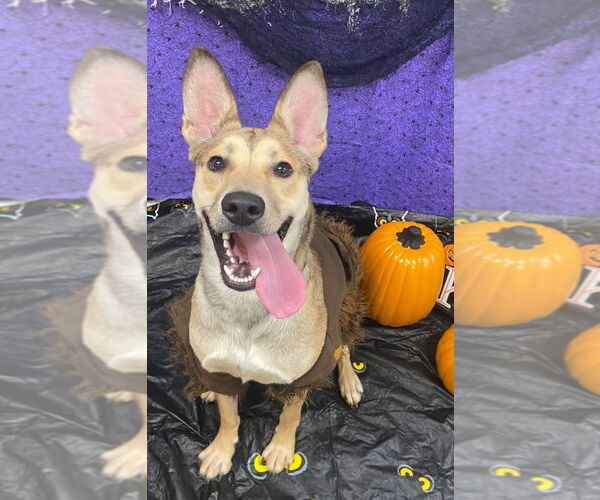 Medium Photo #11 Carolina Dog-Unknown Mix Puppy For Sale in Bryant, AR, USA
