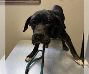 Boxer-Unknown Mix Dogs for adoption in Redlands, CA, USA