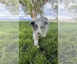 Small #6 Australian Shepherd