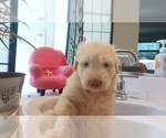 Small #7 Shepadoodle