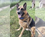 Small German Shepherd Dog