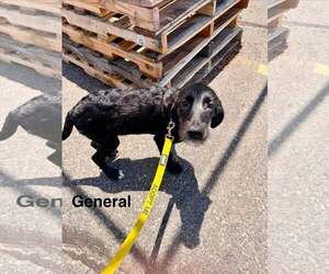 GENERAL - Male Labrador Retriever-Unknown Mix Dog for Adoption - Photo #3