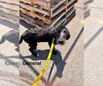 Small #2 Labrador Retriever Mix