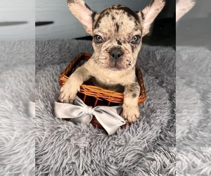 French Bulldog Puppy for sale in SAINT AUGUSTINE, FL, USA