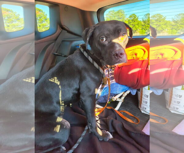 Medium Photo #4 Mutt Puppy For Sale in Myrtle Beach, SC, USA