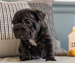 Small Photo #18 French Bulldog Puppy For Sale in GOSHEN, IN, USA