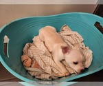 Small Photo #10 Chihuahua Puppy For Sale in MARIETTA, GA, USA