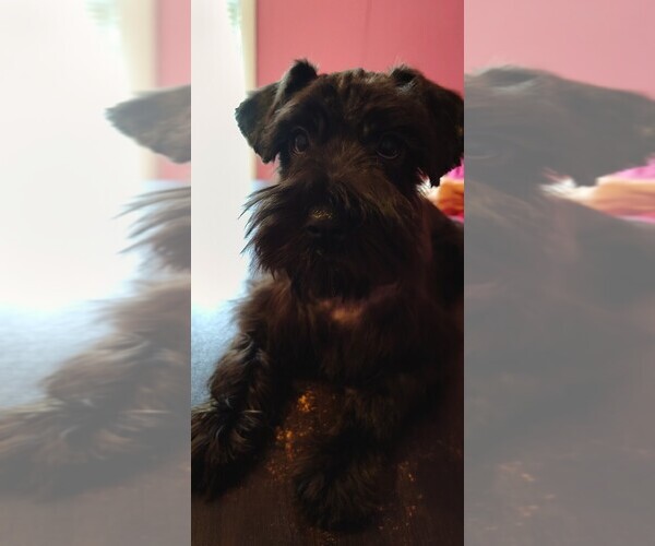 Medium Photo #3 Schnauzer (Miniature) Puppy For Sale in ENID, OK, USA