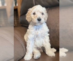 Goldendoodle mix (+ Poodle Standard) Puppy for sale in MAYNARDVILLE, TN, USA