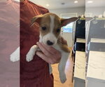 Small Australian Terrier-German Shepherd Dog Mix