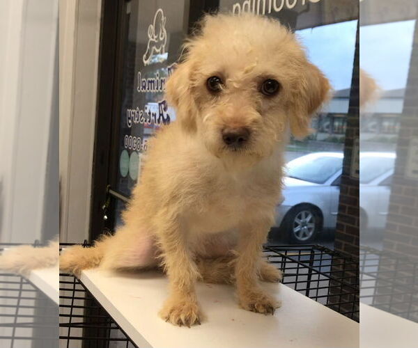 Medium Photo #5 Mutt Puppy For Sale in Lincolnwood, IL, USA