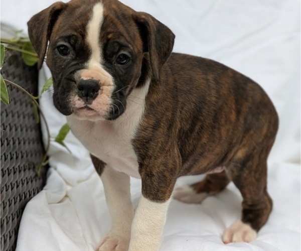 Medium Photo #10 Boxer Puppy For Sale in GOSHEN, IN, USA