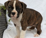 Small #9 Boxer