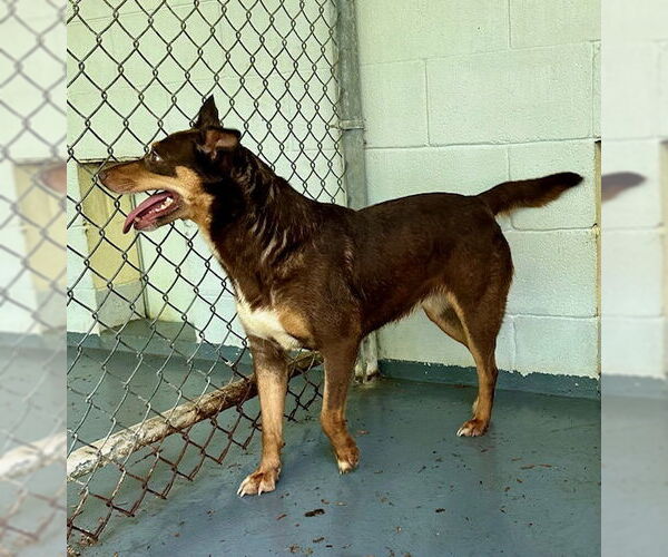 Medium Photo #10 Mutt Puppy For Sale in Frenchburg, KY, USA