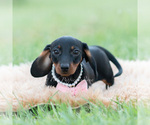 Small Photo #10 Dachshund Puppy For Sale in WARSAW, IN, USA