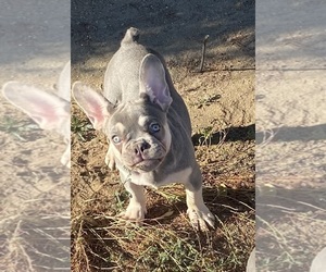 French Bulldog Puppy for Sale in HESPERIA, California USA