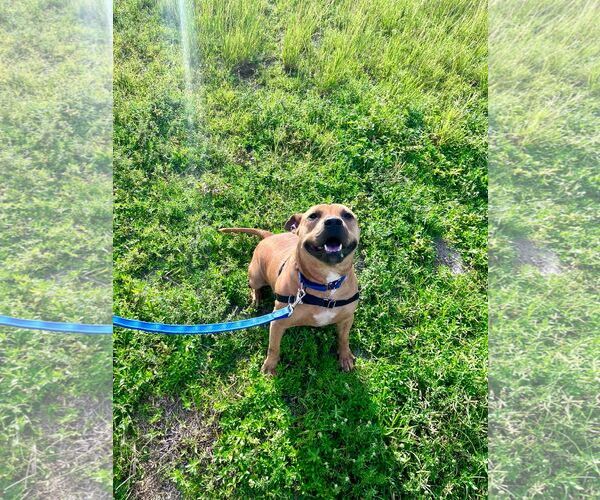 Medium Photo #8 Mutt Puppy For Sale in Pompano Beach , FL, USA