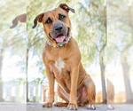 Small Rhodesian Ridgeback Mix