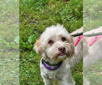 Small #2 Havanese