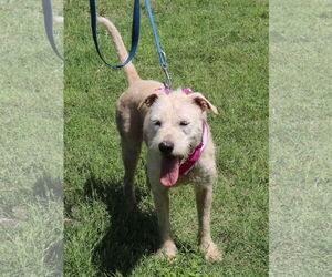 Airedale Terrier-Irish Terrier Mix Dogs for adoption in Bandera, TX, USA