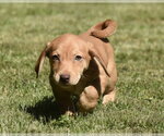 Small Dachsador