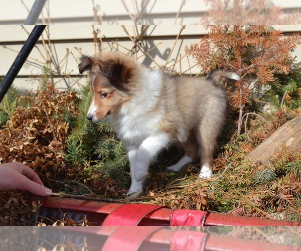 Medium Photo #5 Shetland Sheepdog Puppy For Sale in GREENWOOD, WI, USA