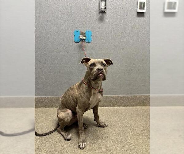 Medium Photo #1 American Bulldog-Unknown Mix Puppy For Sale in Las Vegas, NV, USA