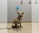 Small American Bulldog Mix