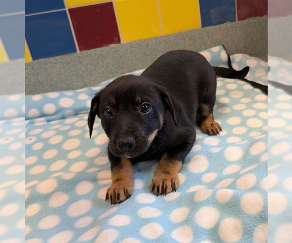 Medium Photo #1 Australian Kelpie-Unknown Mix Puppy For Sale in Plano, TX, USA