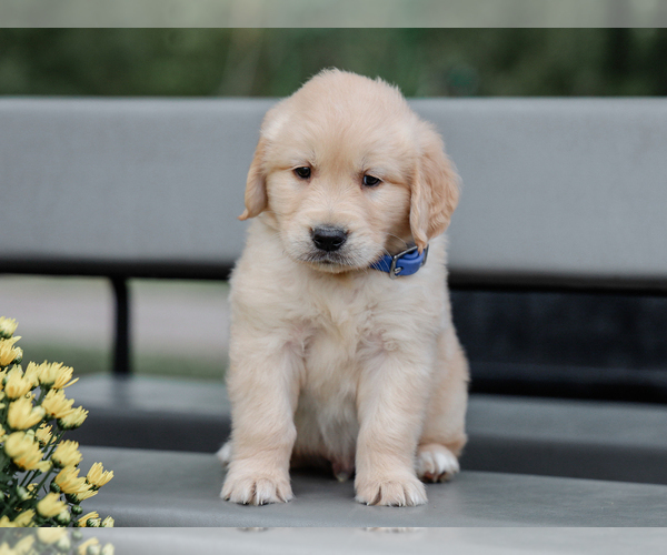Medium Photo #5 Golden Retriever Puppy For Sale in LIBERTY, KY, USA