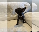 Small French Bulldog