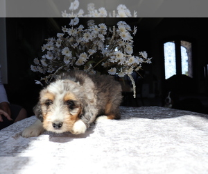 Bernedoodle Puppy for Sale in EASTON, Missouri USA