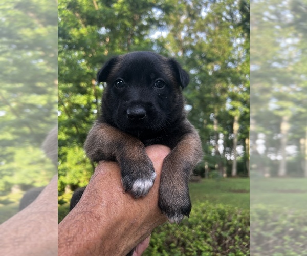 Medium Photo #17 Belgian Malinois Puppy For Sale in BURNINGTOWN, NC, USA