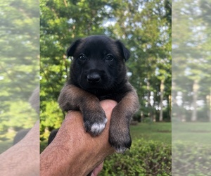 Medium Belgian Malinois