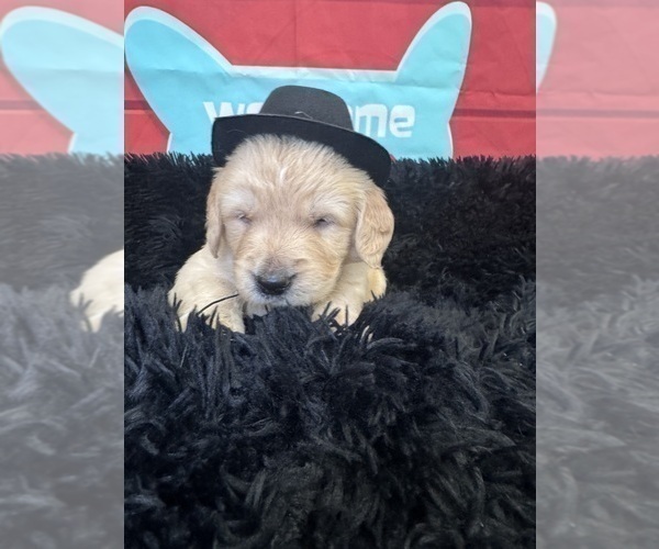 Medium Photo #11 Golden Retriever Puppy For Sale in ORLANDO, FL, USA